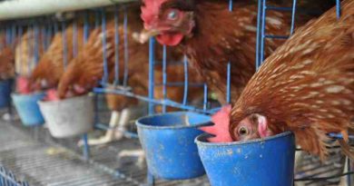 Jumlah Takaran Protein Yang Dibutuhkan Oleh Ayam