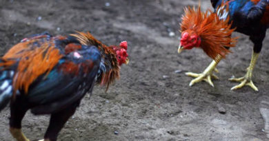 Cara Memberi Pakan Ayam Aduan Berdasarkan Tipe Tarung