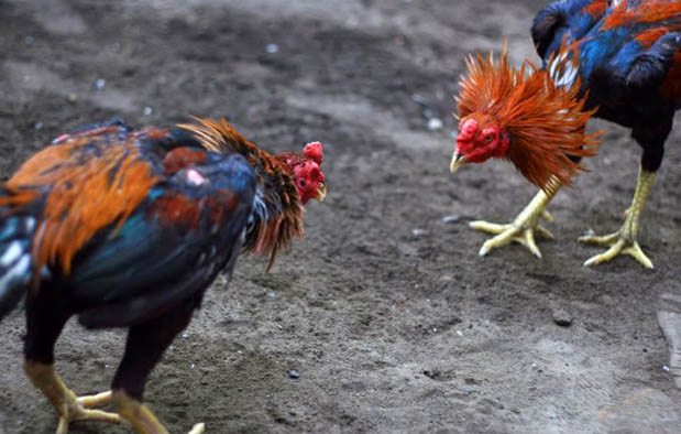 Cara Memberi Pakan Ayam Aduan Berdasarkan Tipe Tarung