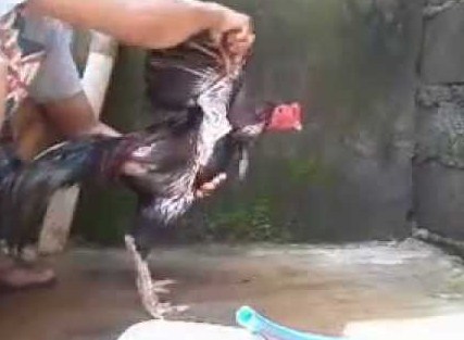 Pelatihan Yang Tepat Untuk Ayam Bangkok