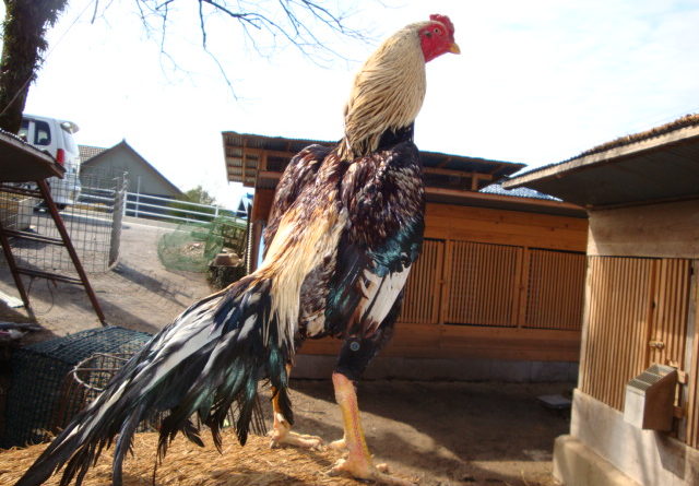 Bisnis Sabung Ayam Menjadi Bisnis Penting