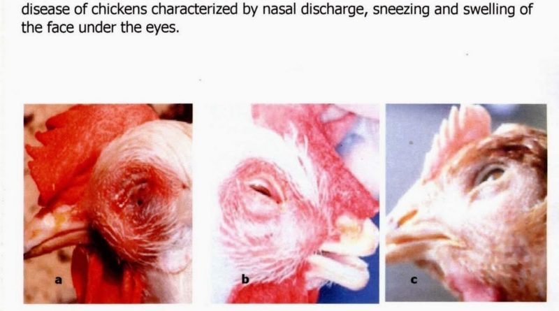 Mengenal Penyakit Snort Pada Ayam