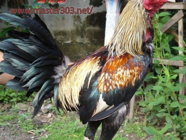 Mengenali Ciri-ciri Ayam Bangkok Aduan Unggul