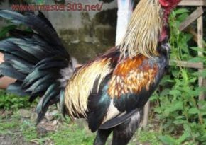 Mengenali Ciri-ciri Ayam Bangkok Aduan Unggul