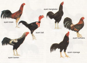 Sejarah Dan Ciri-Ciri Ayam Ciparage