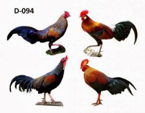 Ayam Hutan Yang Saat Ini Paling Langka Di Dunia