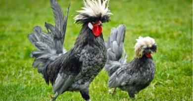 Ayam Polish Atau Biasa Di Sebut Ayam Poland Asal Belanda
