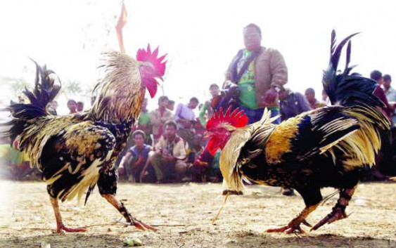 Sabung Ayam Online - Melatih Ayam Bangkok Agar Memiliki Pukulan Mematikan.