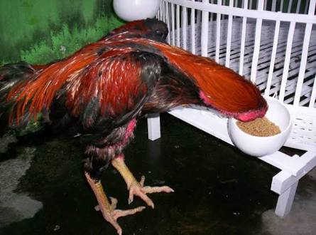Sabung Ayam Online - Empat Rahasia Pakan Ayam Bangkok Untuk Menjadi Juara