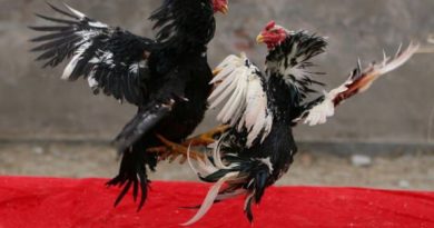 Ciri-ciri dari Supit Belakang Ayam Bangkok Pukul Mati