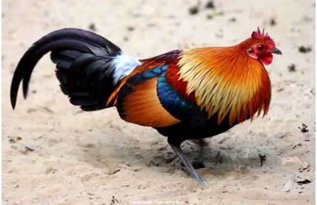 Nenek Moyang Ayam Peliharaan ; Ayam Hutan Merah Dalam dunia ilmu pengetahuan ayam hutan digolongkan dalam suku Phasianidae.
