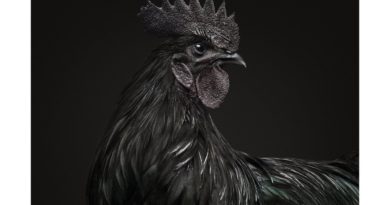 Sabung Ayam Online - Melirik Tentang Misteri Darah Hitam dari Ayam Cemani