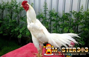 5 Mitos Ayam Bangkok Putih Saat Bertarung di Arena Sabung Ayam