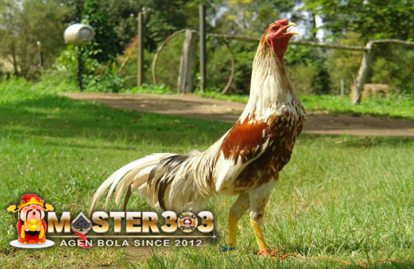 Tanda-Tanda Ayam Yang Sudah Siap Tempur di Arena Sabung Ayam