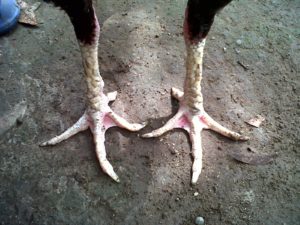 4 Bentuk Jalu Ayam Yang Paling Mematikan Dan Di Takuti Oleh Botoh Tua