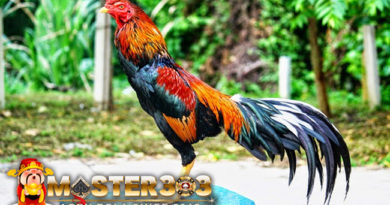 Ciri-Ciri Ayam Bangkok Yang Akan Kalah Tarung di Arena Sabung Ayam