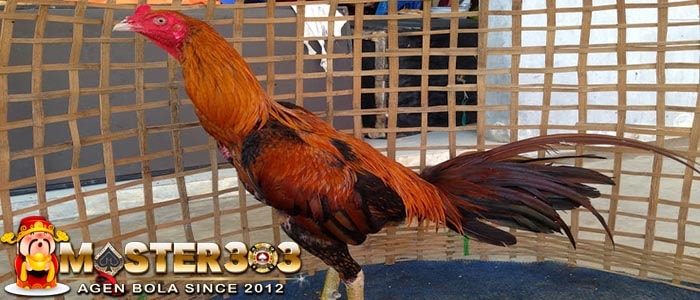 Ciri-Ciri Ayam Bangkok Super Asli & Mematikan Di Arena Laga