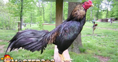 Ciri-Ciri dan Kelebihan Yang di Miliki Ayam Pama Gostan