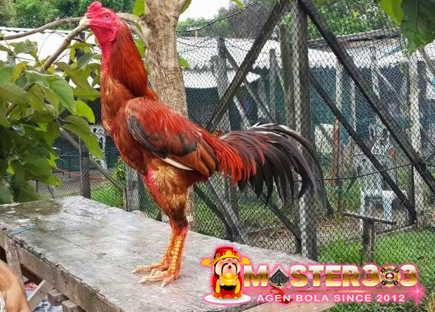 Tips Agar Mengetahui Ciri-Ciri Ayam Bangkok Bantat