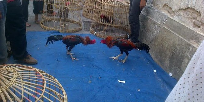 Sabung Ayam Online - Manfaat Timun Untuk Ayam Bangkok Sebelum Bertanding