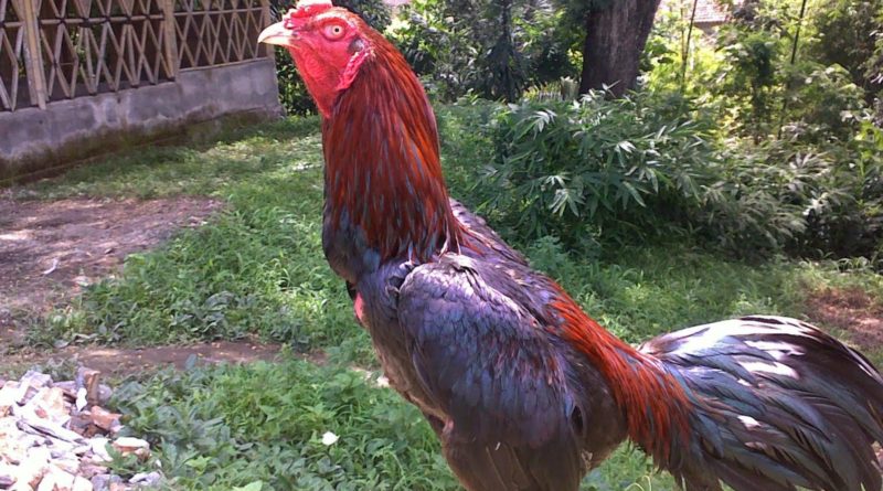 Sabung Ayam Online - Cara Membentuk Tubuh Ayam Bangkok Menjadi Ideal