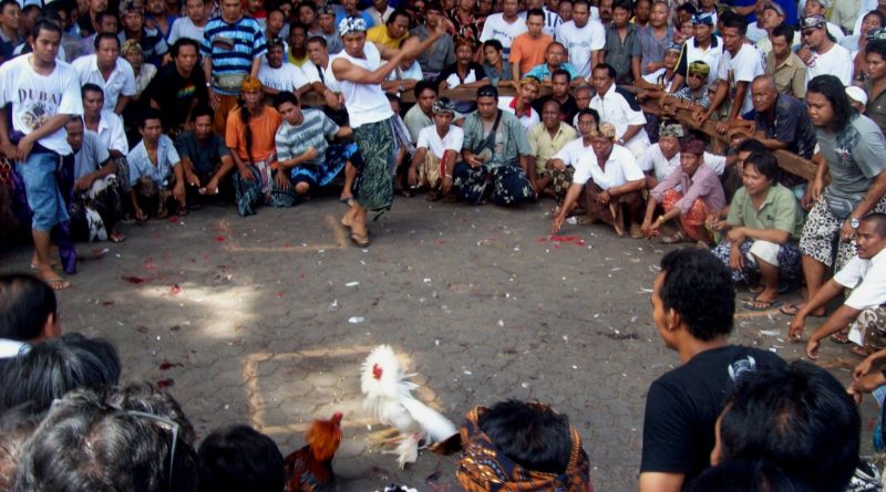 Sabung Ayam Online - Cara Menang Dalam Pertandingan Ayam Bangkok