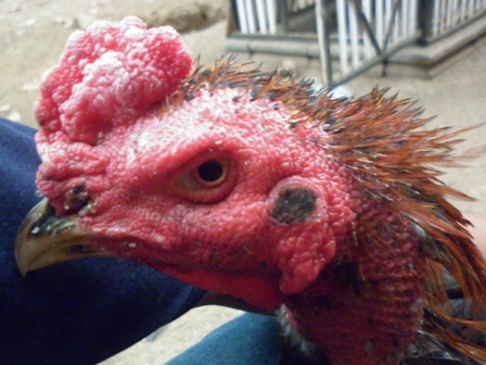 Sabung Ayam Online - Cara Mempercepat Pertumbuhan Bulu Pada Ayam Bangkok