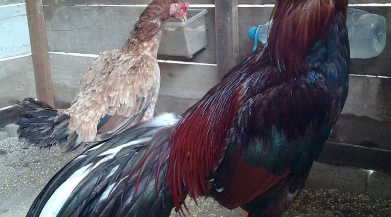 Sabung Ayam Online - Tiga Faktor Penyebab Ayam Bangkok Mudah Terserang Penyakit