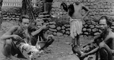 Asal Usul Sabung Ayam Di Tanah Toraja