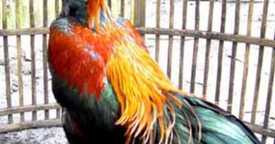 Sabung Ayam Online - Tiga Cara Mempercantik Bulu Ayam Bangkok Aduan