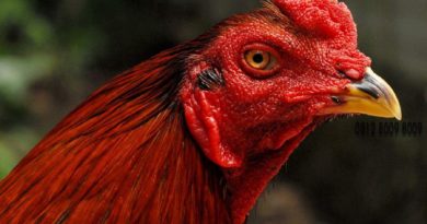 Sabung Ayam Online - Cara Memperkuat Paruh Ayam Bangkok Aduan Petarung