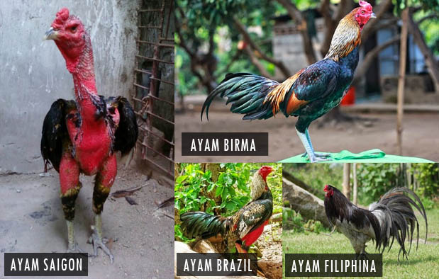 Beberapa Jenis Sabung Ayam Dari Berbagai Belahan Dunia