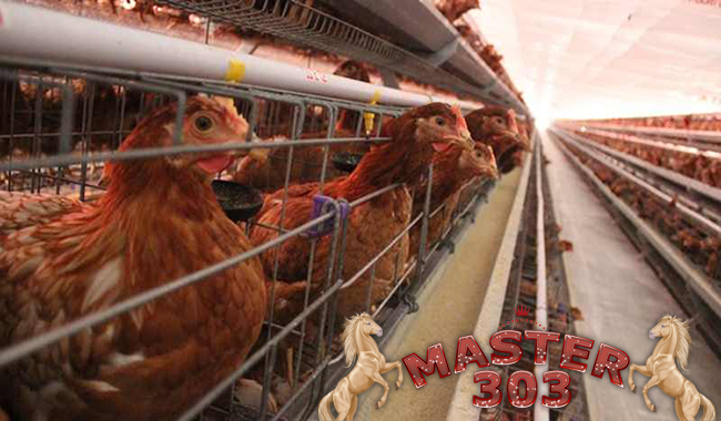 Mengetahui Penetasan Telur Ayam Buras Yang Secara Alami