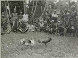 Sejarah Sabung Ayam Di Indonesia massaung