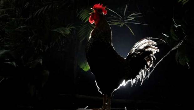 Fakta Dibalik Ayam Berkokok Pada Malam Hari