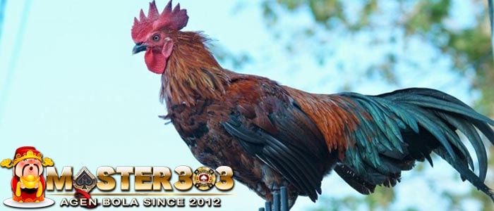 Ayam Ketawa Asli Indonesia Manu Gaga Dari Pulau Sulawesi