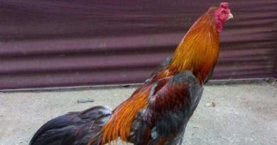 Cara Melihat Ciri-ciri Badan Sabung Ayam Bangkok Legenda