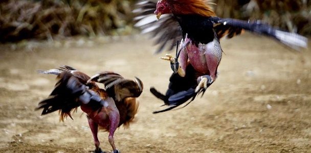 Cara Gampang Mengetahui Ciri Ciri Ayam Pukul Mati