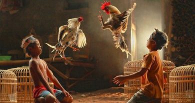 5 Cara Cepat Membuat Ayam Aduan Berani