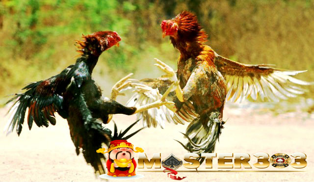 Sabung Ayam Online - Cara Merawat Ayam Bangkok Aduan Usai Bertarung