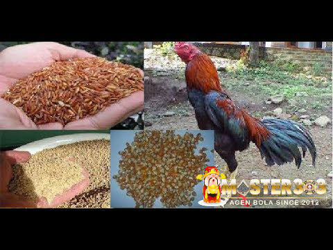 Sabung Ayam Online - Makanan Pokok Yang Berkualitas Untuk Ayam Bangkok Aduan