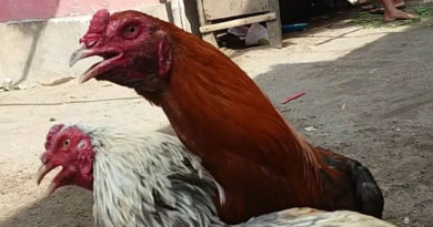 Sabung Ayam Online – Cara Menyembuhkan Ayam Bangkok Nafas Pendek