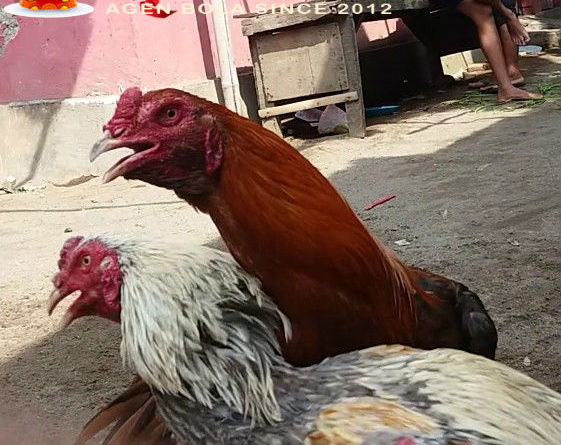 Sabung Ayam Online – Cara Menyembuhkan Ayam Bangkok Nafas Pendek