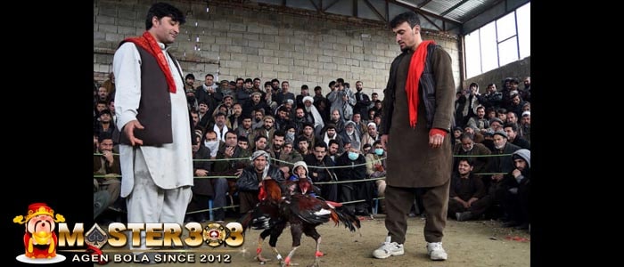 Mengenal Sabung Ayam Khas Kabul, Timur Tengah Negara Afghanistan