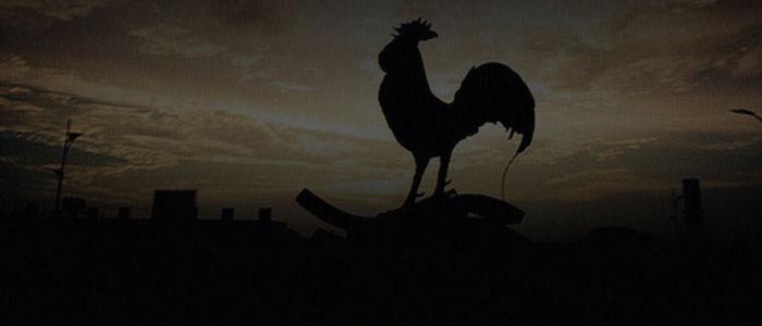 Beberapa Mitos Tentang Ayam Berkokok Di Malam Hari