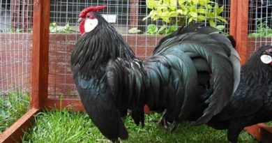 Ciri-ciri Ayam Hias Jengger Mawar Atau Ayam Hias Rosecomb-min