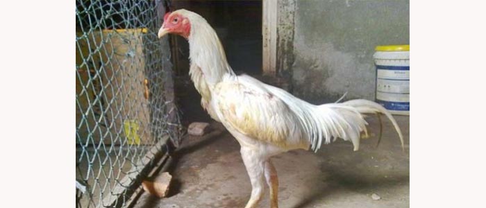 Sejarah dan Mitos Tentang Ayam Bangkok Putih Kinantan Asli Thailand