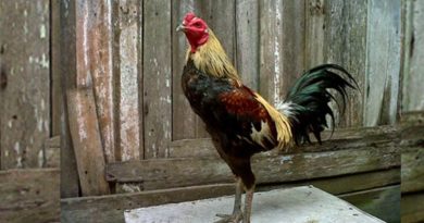 Perbedaan Ciri Fisik Sabung Ayam Birma Asli dan Kawin Silangg copy