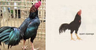 Sabung Ayam Asli Indonesia Ayam Ciparage Dari Jawa Barat