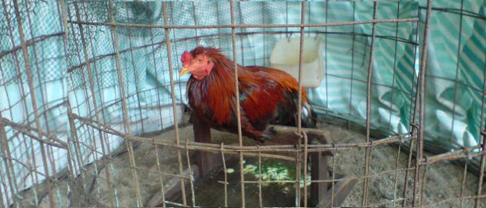Tips dan Cara Sembuhkan Penyakit Ayam Bangkok Lumpuh1